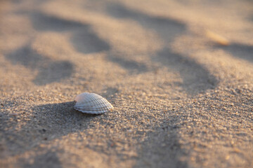 Seashell on sandy beach in warm evening light