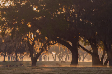 Dawn on a central Florida ranch with spanish moss from draping majestic trees.