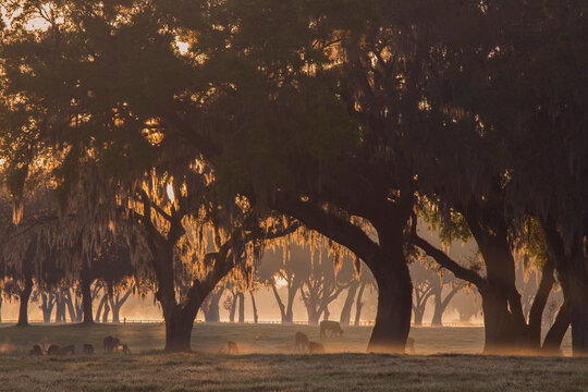 Dawn on a central Florida ranch with spanish moss from draping majestic trees.