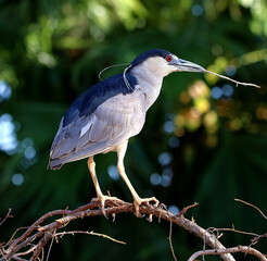Black-crowned Night Heron 