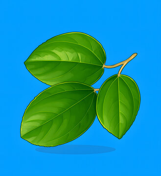 Bidara leaves/daun bidara normal ingredients in malaysia