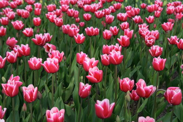 Fototapeta premium Field of pink tulips blooming in spring garden