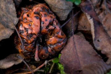 The texture of a rotten apple in a closeup photo	