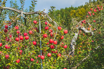 鈴なりのフジりんご　