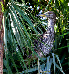 Juvenile Black-crowned Night Heron 