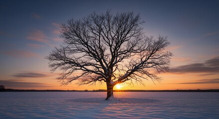 Solitary tree silhouetted against vibrant sunset in winter landscape.