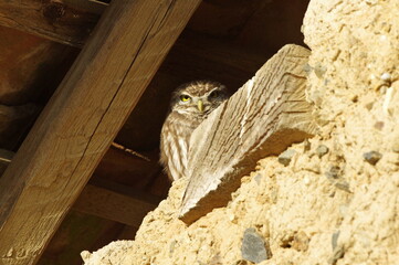 The mysterious neighbor  little owl