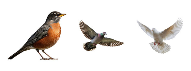 American Robin standing next to a flying Pigeon and a soaring White Dove isolated on white background symbol of nature wildlife bird collection freedom and