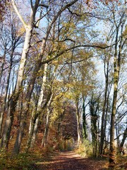 Wanderweg durch Tüllinger Wald entlang des Tüllinger Höhenzugs mit seinen hohen Buchen im Herbstlaub
