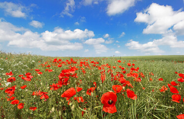 Fototapeta premium Red poppy flowers blooming in sunny meadow