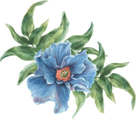 Blue poppy flower with green leaves watercolor illustration