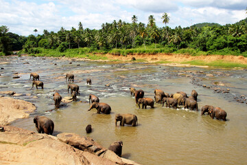 Elephants bathing in river, Sri Lanka wildlife scene