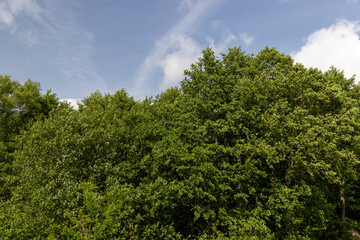 Obraz premium mixed forest with deciduous trees in sunny, warm weather with large and strong winds in summer, trees growing in the summer during the daytime