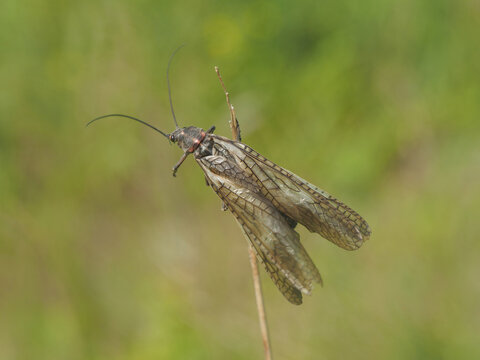 Pteronarcys sachalina is a large Korean stonefly reaching over 5 cm, with dark brown coloration and long aquatic nymph stages. Photographed in Korea.