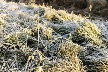 Frost coats the grass in a peaceful field as dawn breaks. The delicate crystals create a soft, glistening effect, enhancing the tranquil winter scene