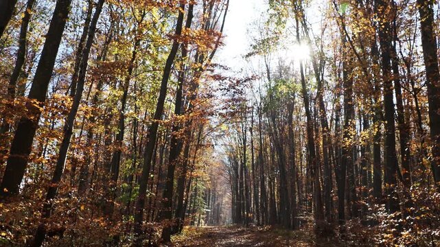 Herbstliche Atmosph&auml;re im T&uuml;llingen Wald, ein Buchenwald, dessen Laub in tausend farben erstrahlt und der an einen von den goldenen Strahlen der Sonne erleuchteten Wanderweg grenzt