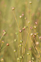 flax seeds in a field before harvesting seeds and preparing flax sprouts, a monoculture field with a flax crop for the manufacture of both food and fabrics for sewing clothes