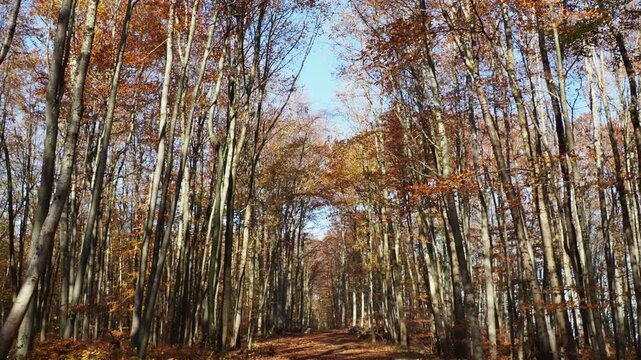 Der T&uuml;llinger Wald in Herbstfarben. Ein Wanderweg, bedeckt mit einem Teppich aus totem Laub, inmitten hoher Buchen mit pr&auml;chtigem Laub