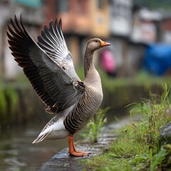 Graylag Goose Displaying Wings While Standing on Grassy Riverbank in Urban Area