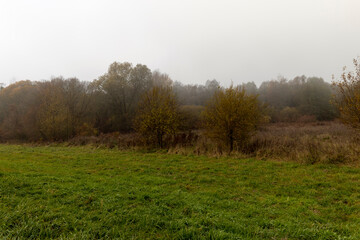 Obraz premium yellowed dry grass in a field in the autumn season after a cold snap and frosts, autumn nature in a forest with trees and shrubs and grass, foggy weather and a gray dim sky