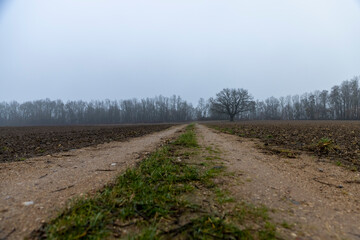 Naklejka premium a narrow track for cars to drive through a field in the autumn season, late autumn with cloudy weather and a gray sky , an old oak tree grows in the field