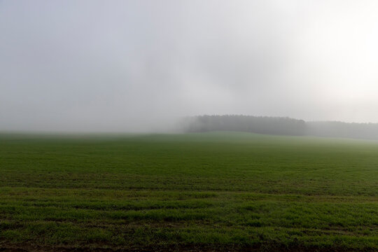 forest and green wheat in the middle of autumn in cloudy weather with thick fog, agricultural field with green wheat