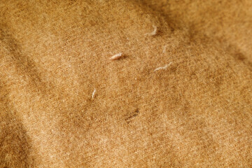 Damaged fabrics with moth larvae cocoons and holes - pest infestation, textile damage, household pests, insect control. The moth caterpillar eats the fabric.