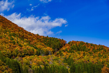 Fototapeta premium 青空バックに映える紅葉の山