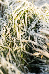Fresh grass coated with frost sparkles under soft morning light, capturing the beauty of a cold winter morning. Nature showcases intricate ice crystals on green blades