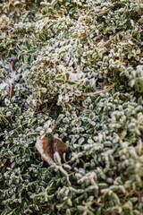 A close-up view of vibrant green ground cover coated in white frost. The scene captures the beauty of early winter, showcasing nature's delicate patterns and textures
