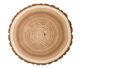 Meticulously cut, polished ancient tree trunk cross-section with intricate growth rings, rich wood grain, light cream to earthy browns, on minimalist surface, concept of long-term vision