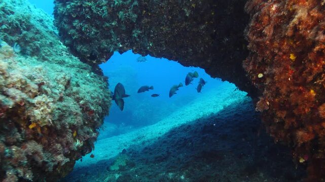 Underwater landscape - Scuba diving in Majorca