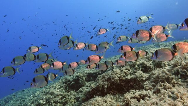 Fish underwater - Mediterranean breams in shallow water