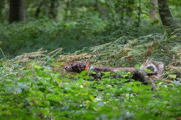 Hunting dog running through lush green forest undergrowth