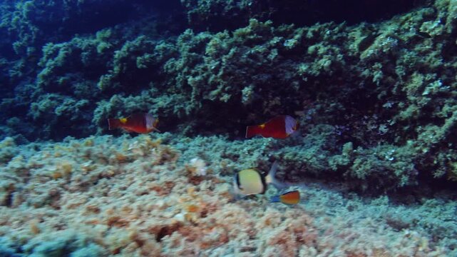 European parrotfish - Scuba diving in Majorca