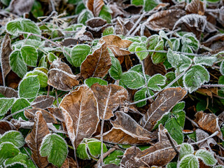 Eis und Frost auf Blättern