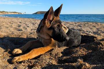 dog on the beach