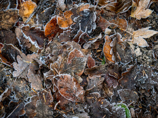 Eis und Frost auf Blättern