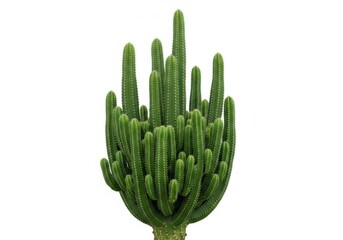 Tall green organ pipe cactus isolated on white background isolated on transparent background
