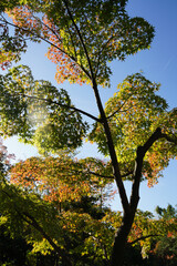 秋の気配が感じられる京都の寺院の庭園の楓