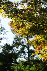 Fototapeta premium 秋の気配が感じられる京都の寺院の庭園の楓