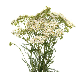 Yarrow stems with flowers and leaves.