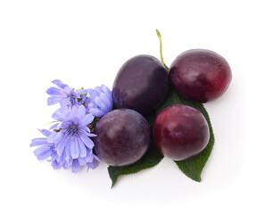 Fresh plums with chicory flowers.