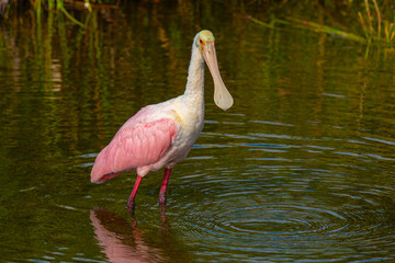 Roseate Spoonbill wading in the marsh water