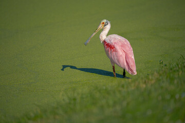 Roseate Spoonbill in the water with duckweed