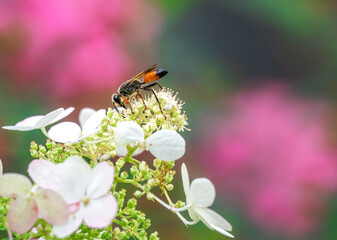 Macro of a golden digger wasp