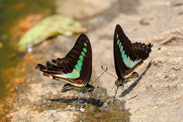 A pair of Malabar Banded Peacock butterfly, spotted at Iruppu Falls, Coorg, India