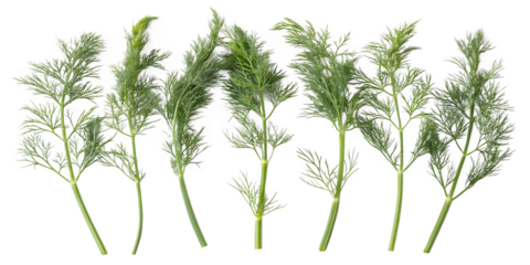 Fresh Green Dill Sprigs with Feathery Leaves and Textured Stems, cutout, PNG isolated on white or transparent background