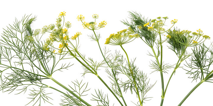 Delicate Yellow Dill Flowers and Feathery Green Foliage, cutout, PNG isolated on white or transparent background