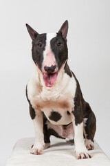 Porträt eines Mini Bullterrier